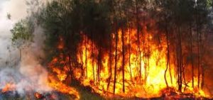 Impacto ambiental de los Incendios Forestales - El Insignia